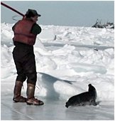 How you can help. Write to your MP's and boycott canadian seafood